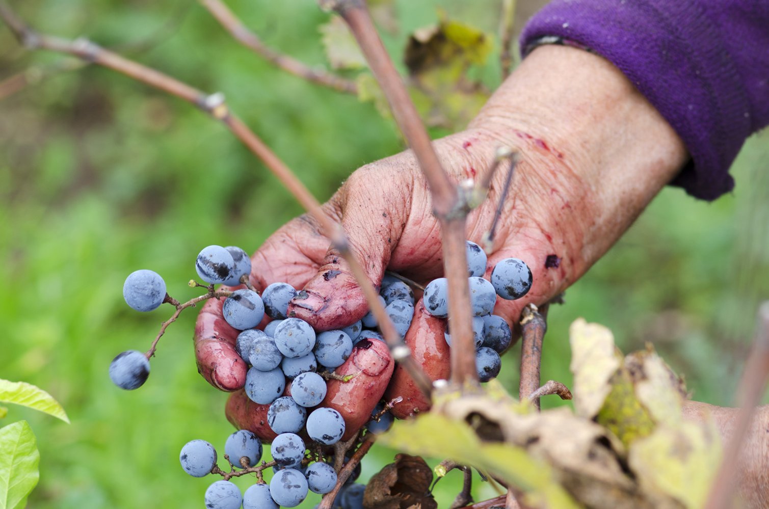 Vine harvesting in Bulgaria Merlot cluster in woman&#039;s hand 