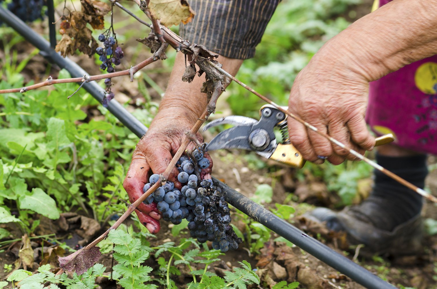 Worker&#039;s hands in motion during the vine harvesting. Merlot clus